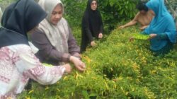 Hortikultura di Lorong Wisata Gloria