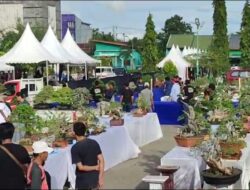 Saksikan Kemeriahan Pameran dan Kontes Bonsai di Barru