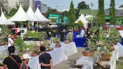 Pameran dan Kontes Bonsai di Barru