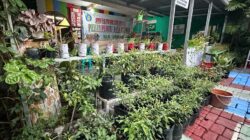 Tanaman Cabai Menjadi Unggulan di Lorong Wisata Silves Ballaparang Tanaman Cabai Menjadi Unggulan di Lorong Wisata Silves Ballaparang