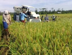 Gubernur Apresiasi Sinergi Petani atas Pengadaan Gabah Sulsel Lampaui Target