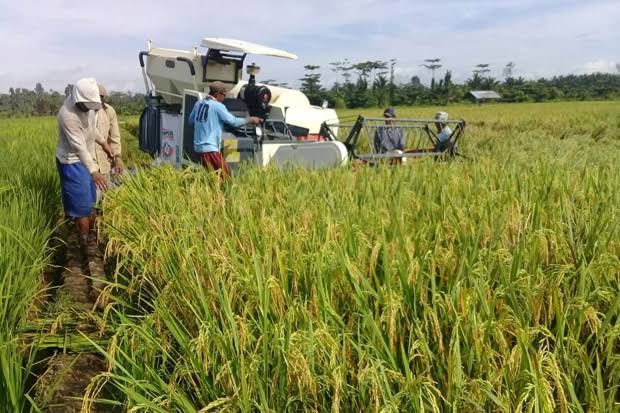 Gubernur Apresiasi Sinergi Petani atas Pengadaan Gabah Sulsel Lampaui Target