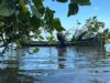 Mangrove, Tembok Hijau yang Bergoyang di Antara Arus dan Akar