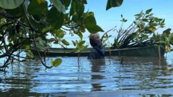 Mangrove, Tembok Hijau yang Bergoyang di Antara Arus dan Akar