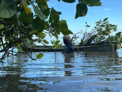 Mangrove, Tembok Hijau yang Bergoyang di Antara Arus dan Akar