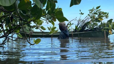 Mangrove, Tembok Hijau yang Bergoyang di Antara Arus dan Akar