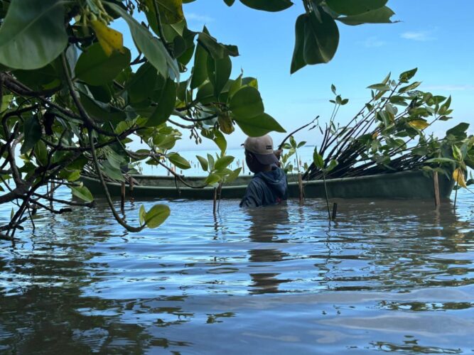 Mangrove, Tembok Hijau yang Bergoyang di Antara Arus dan Akar