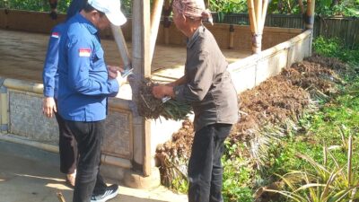 Fakta Baru Dugaan Korupsi Bibit Nanas Ditemukan di Subang