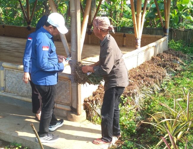 Fakta Baru Dugaan Korupsi Bibit Nanas Ditemukan di Subang