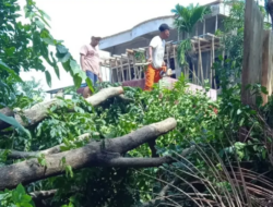 Gerak Cepat Pemerintah Kecamatan Biringkanaya Atasi Pohon Tumbang
