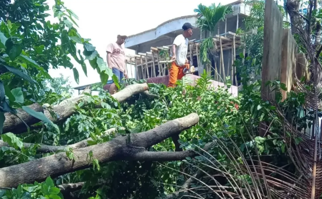 Gerak Cepat Pemerintah Kecamatan Biringkanaya Atasi Pohon Tumbang