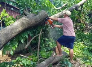 Gerak Cepat Pemerintah Kecamatan Biringkanaya Atasi Pohon Tumbang