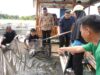 Kerja Kolektif Warga Tumbuhkan Ketahanan Pangan di Maccini Sombala Lewat Budidaya Ikan