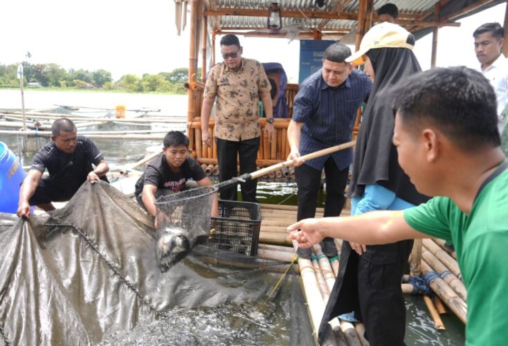Kerja Kolektif Warga Tumbuhkan Ketahanan Pangan di Maccini Sombala Lewat Budidaya Ikan