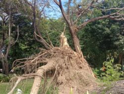 Di Atas Kertas Vs Realita, Data Pemeliharaan Pohon DLH Makassar Dipertanyakan