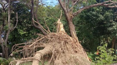 Di Atas Kertas Vs Realita, Data Pemeliharaan Pohon DLH Makassar Dipertanyakan