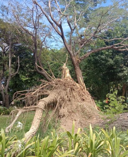 Di Atas Kertas Vs Realita, Data Pemeliharaan Pohon DLH Makassar Dipertanyakan