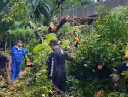 Pohon Tumbang Melonjak di Makassar, Warga yang Waswas Bisa Hubungi DLH
