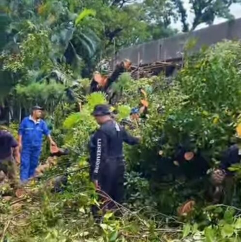 Pohon Tumbang Melonjak di Makassar, Warga yang Waswas Bisa Hubungi DLH