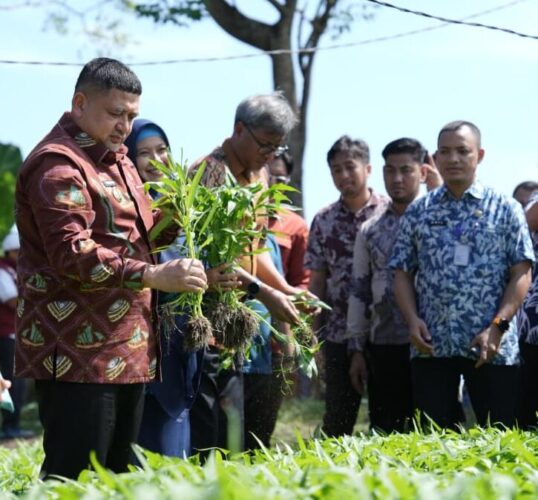Appi Pastikan Urban Farming Jadi Prioritas di Semua Kecamatan
