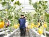 Wali Kota Makassar Apresiasi Keberhasilan Urban Farming dan Panen Melon di Bukit Baruga