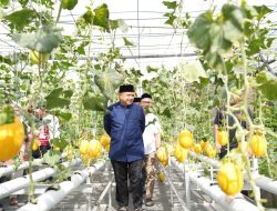 Wali Kota Makassar Apresiasi Keberhasilan Urban Farming dan Panen Melon di Bukit Baruga