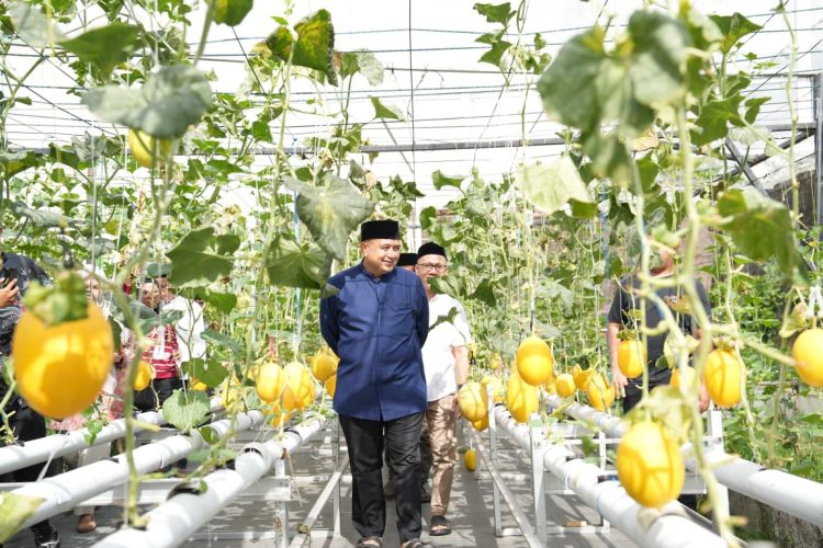Wali Kota Makassar Apresiasi Keberhasilan Urban Farming dan Panen Melon di Bukit Baruga